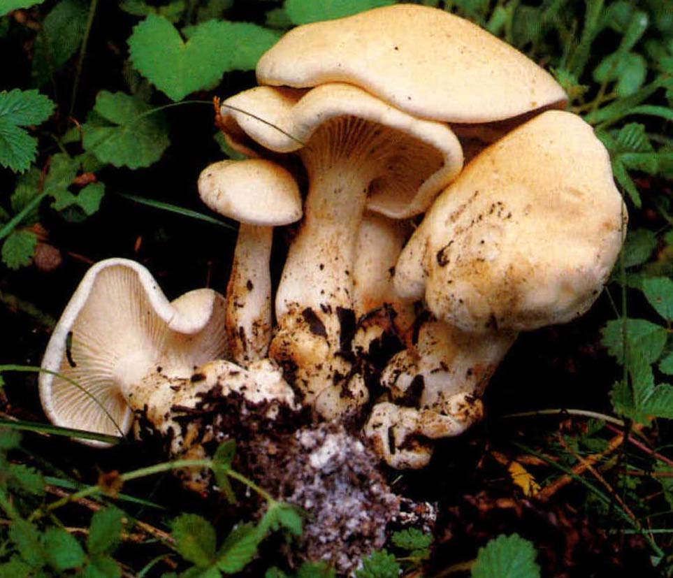 Hygrophorus barbatulus Becker